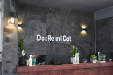 고양이분양, 자체출산 가정묘분양 전문 애묘가들 추천 도레미캣 이유는?