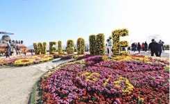 [제19회 마산국화축제] 주말 나들이 갈만한 곳, 마산어시장, 창동·오동동 일원에서 개최