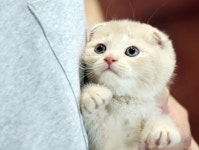 서울 강동 및 인천 전국 프리미엄 고양이 분양 전문샵 도레미캣 개냥이 스코티쉬폴드 분양 인기