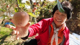 [EBS 한국기행] 충남 금산 바리실마을, 사과 농사를 하는 엄마의 사랑을 전하다!