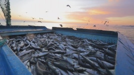 [EBS 한국기행] 겨울 강원도의 맛 속초항 양미리, 주문진항 홍게, 대진항 고등어·방어, 공현진항 대구·도루묵 등