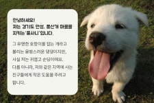 안성풍산개 체험농장 유기견 후원 풍사니의 지역 친구 사랑 진행