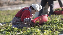 [EBS 한국기행] 전남 여수 금오도, 비렁, 동백꽃 꿀 속으로