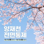 강남구청, 코로나19 감염 확산 방지 양재천 벚꽃축제 취소 이번 주말 전면통제