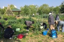 부천시청 도심 속 농업체험 시민농장 개장