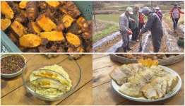 [한국인의 밥상] 칠봉마을 울금·코끼리마늘·웅녀떡·전복펑펑이떡·개똥쑥훈연오리 봄날 면역 밥상 속으로