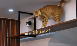 [EBS 고양이를 부탁해] 나응식 반려묘 수의사의 캣토피아에서 이뤄지는 특별한 합사 이야기