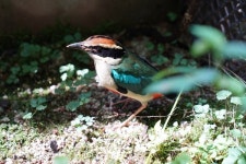 제주대학교 제주야생동물구조센터       , 숲의 요정 팔색조 구조해 자연의 품으로