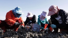 [한국인의밥상] 영흥도-갱국·김치굴밥·총요우빙·삼치물만두·소금꽃게장··한치보쌈·복중탕 인천-제2의 고향 밥상편