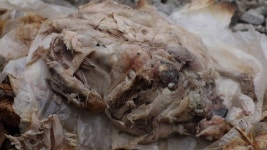 [한국인의 밥상] 진천 전통 숯가마-양념 돼지고기구이, 상주 연탄공장-간고등어구이, 괴산 아궁이-돼지등뼈 해장국 겨울 불 맛