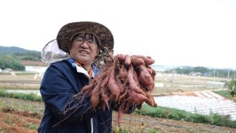 다큐온, 유기농 고구마 재배 노래하는 한영만 농부 이야기 고구마와 베토벤
