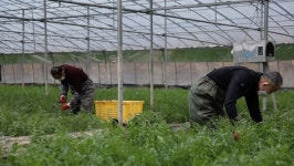 [한국인의 밥상] 미더덕 회, 쑥버무리, 호래기 미나리 무침, 파전, 쪽파강회 남해 봄맞이 밥상