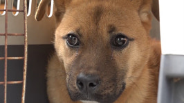 [EBS 세상에 나쁜 개는 없다] 다리 잘린 개, 연이에게 무슨 일이? 연이의 상처 치유 과정 공개