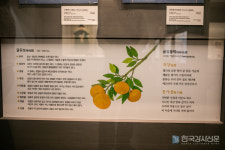 동문로터리 형제치과 앞 | [국내 여행지 추천] 제주 가볼만한 곳 '국립제주박물관' "제주도의 토착 역사·문화를 한눈에!"