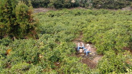 [EBS 한국기행] 봄이 말하기를 제주에 반해 제주에서 살아보기를 결심한 사람들의 봄 맞이