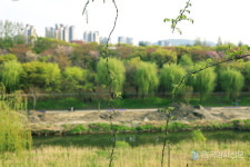 서울 주말 봄나들이 가볼만한 곳 양재천 푸른 봄의 힐링!