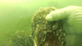 한국인의 밥상, 봄날 섬진강 곡성 압록마을-참게, 순창 장군목마을-두메부추, 하동-벚굴