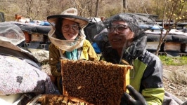 한국인의 밥상, 봄날 섬진강 곡성 압록마을-참게, 순창 장군목마을-두메부추, 하동-벚굴