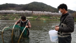 한국인의 밥상, 봄날 섬진강 곡성 압록마을-참게, 순창 장군목마을-두메부추, 하동-벚굴