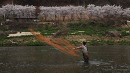 한국인의 밥상, 봄날 섬진강 곡성 압록마을-참게, 순창 장군목마을-두메부추, 하동-벚굴
