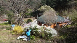 [EBS 한국기행] 마당풍경, 강원도 춘천 심심산골에 삽니다 산갓·물냉이로 점심 한 끼, 자연밥상