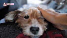 TV동물농장 제주 육아의 달견 망고, 생애 주기가 다른 반려견과의 이별-효리와 순심이 2편