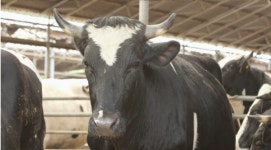 MBC 다큐프라임, 칡소 한우 육우…강레오 셰프가 전하는 우리 땅 우리 소고기 이야기