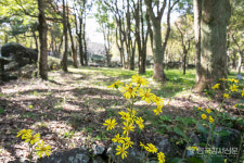 제주 가볼만한 곳 한라수목원 제주도 자생식물의 유전자원보존과 관찰을 위한 명소