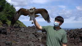 제주대학교 야생동물센터, 멸종위기 물수리 구조 자연의 품으로