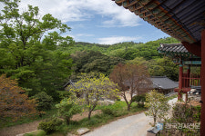 전남 강진 가볼만한 곳 백련사, 동백나무숲으로 유명...만덕산에 있어 만덕사로도 불림