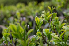 전남 보성 가볼만한 곳 대한다원 여름향기, 푸른바다의 전설, 역적의 촬영지로도 유명