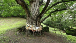 김영철의 동네 한 바퀴, 금산수삼센터·인삼튀김골목·금강어죽·보석사-은행나무·자연산버섯밥상 인삼골–충남 금산