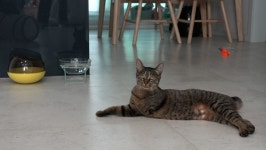 [고양이를 부탁해] 김명철 수의사의 세발냥 건강이, 함께 살 수 있을까?