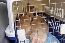 [세상에 나쁜 개는 없다] 살아남은 개들, 그리고 그 후! 설채현의 트라우마극복 특급솔루션은?