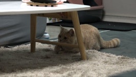 [EBS 고양이를 부탁해] 김명철 수의사의 엄마만 문다? 진격의 장군이를 위한 특급 솔루션