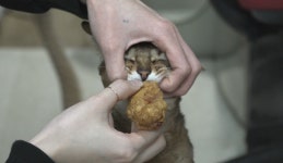 [EBS 고양이를 부탁해] 고양이 식탐! 식탐냥 마고를 위한 김명철 수의사의 솔루션은?