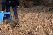 제주대학교 야생동물센터, 불법포힉 제주 오소리 구조