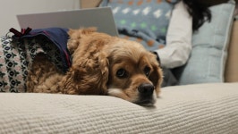 [세상에 나쁜 개는 없다] 우리 집 막둥이의 기묘한 곡소리, 설채현의 솔루션은?