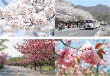 봄 가볼만한 곳 벚꽃 명소 서울대공원 꽃의 숲 산책 코스 공개