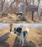 순간포착 세상에 이런일이 나타났다 사라지는 도깨비 건물, 미스터리 금당산 안내견 똘똘이