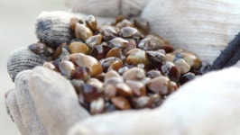 한국인의 밥상 구례 산수유, 지심도 동백, 낙화담 들꽃, 섬진강 재첩…봄꽃 밥상