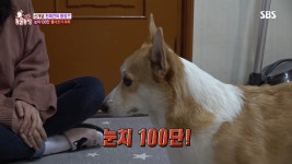 《TV 동물농장》의 천재 웰시 코기 아리 집사의 『아리둥절, 매일 행복을 만나』