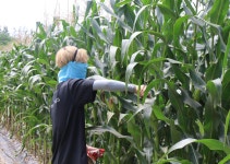 충북대학교 소윤섭 교수, 신품종 찰옥수수 품평회 개최