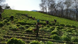 다큐온 만화가 김풍의 시선을 따라, 강원도 DMZ 평화의 길(인제~양구)을 가다
