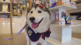 순간포착 세상에 이런 일이, 이효리 소녀시대 윤아까지 수박 메이크업 하는 여자/동물병원 매일 찾아가는 개