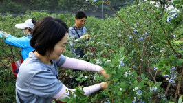 [EBS 한국기행] 여름아 부탁해 일 년을 기다렸다! 블루베리 수확 현장을 찾아서
