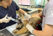 전북대학교 야생동물구조관리센터, 수리부엉이 자연 품으로