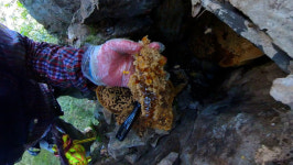 [EBS 극한직업] 가을 산의 대물! 석청과 버섯 채취 현장을 찾아서