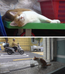 TV동물농장, 문수암 뚱트리버 보리 / 두 눈 없는 고양이 대박이의 대박묘생