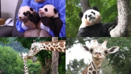[TV 동물농장] 쌍둥이 판다 루이바오&후이바오와 아기 기린 마루